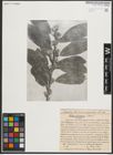 Foto von Salix medemii Boiss.